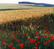 Poppies in Flanders fields Poppies in Flanders fields