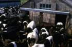 cowswaitingtobemilked_small.jpg