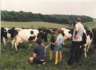 dairycowsouttograssin1983_small.jpg