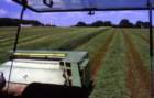 grassswaths_small.jpg
