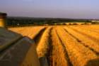 lookingbackfromthecombineharvester_small.jpg