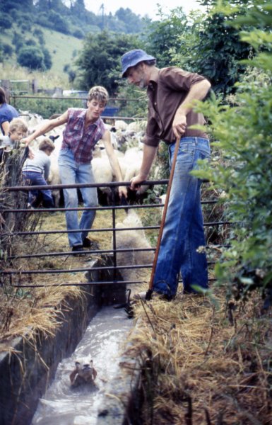 malcolmandtheyoungsterssheepdipping.jpg
