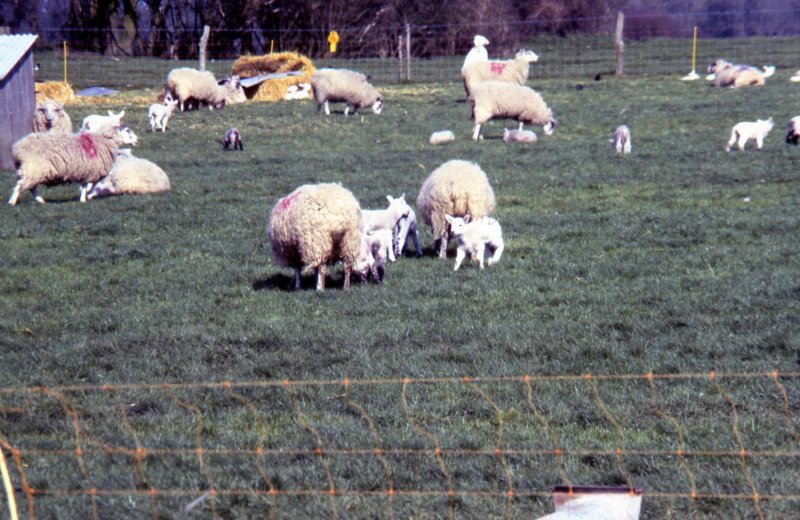 outinlambingfield.jpg