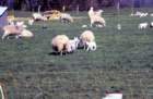 outinlambingfield_small.jpg