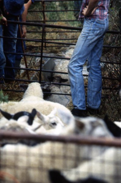 sheepinthedip.jpg