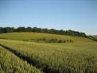 standingcorn_small.jpg