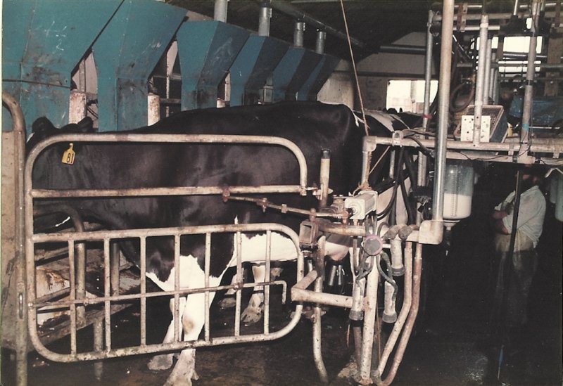 themilkingparlouratmanorfarm.jpg