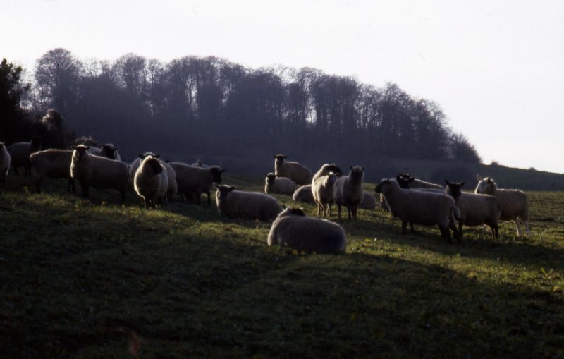 winteringsheep.jpg