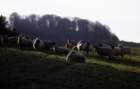 winteringsheep_small.jpg